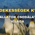 Érdekességek kvíz: Az állatok csodálatos világa