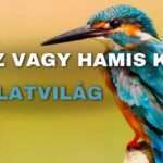 Igaz vagy hamis kvíz: Állatvilág